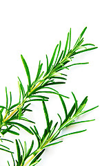 Image showing Rosemary