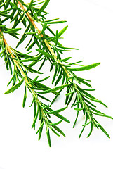 Image showing Rosemary