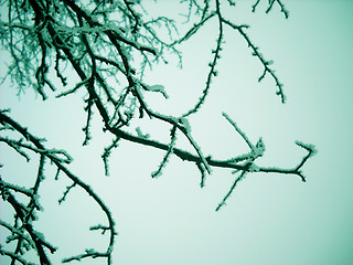 Image showing Winter branch background