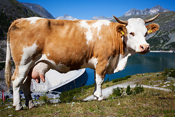 Image showing Dairy cow