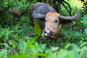 Image showing Water buffalo