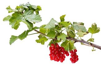 Image showing Red currant branch