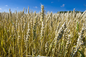 Image showing Wheaten field