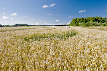 Image showing Wheaten field