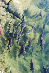 Image showing Sockeye salmon at spawning grownd