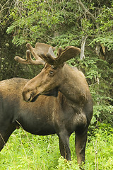 Image showing Male moose