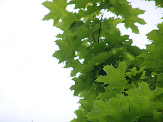 Image showing Leafs