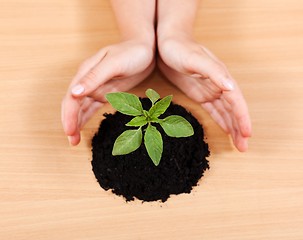 Image showing Hands protecting a plant