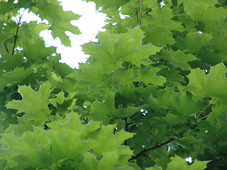 Image showing Leafs