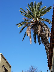 Image showing Palm tree in the house. Katydata. Cyprus