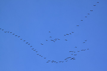 Image showing Birds migration