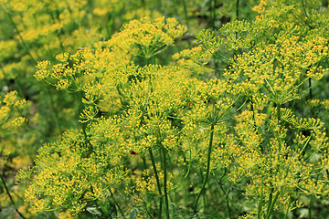 Image showing Dill