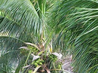 Image showing Coconut Palm