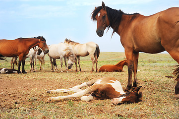 Image showing Herd of horses 