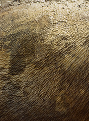 Image showing Elephant skin