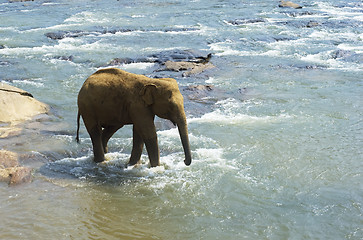 Image showing Baby elephant