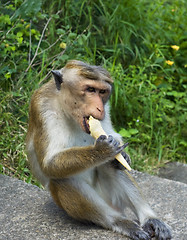 Image showing Monkey