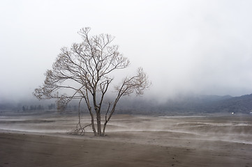 Image showing Lonely tree