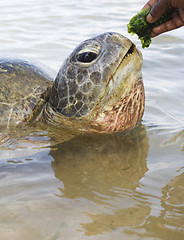 Image showing Turtle