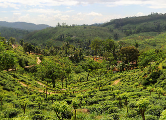 Image showing Tea plantaition