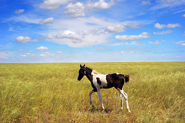 Image showing Foal in the field