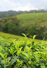 Image showing Tea plantation