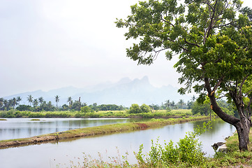 Image showing Tropical landscape 