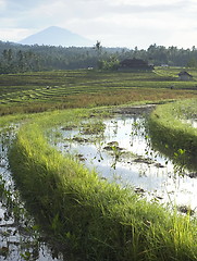 Image showing Rice field