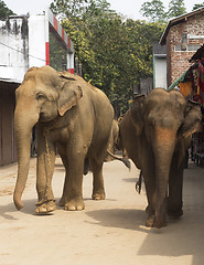 Image showing Elephants on the srtreet