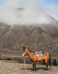 Image showing Horse near the mountain