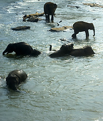 Image showing Elephants bathing