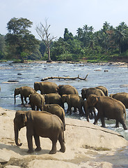 Image showing Elephants bathing