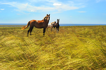 Image showing Herd of horses
