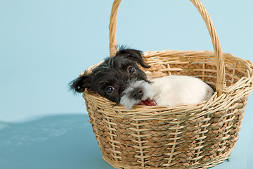 Image showing Parson Jack Russell Terrier