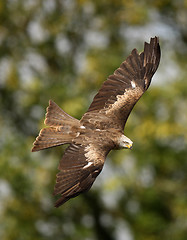 Image showing Black Kite