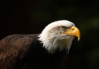 Image showing Bald Eagle