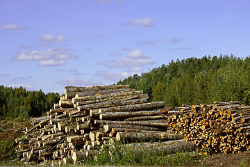 Image showing Two piles of logs rural landscape