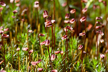 Image showing Sporophytes of Polytrichum moss
