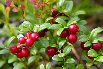 Image showing Cowberries (Vaccinium vitis-idaea) 