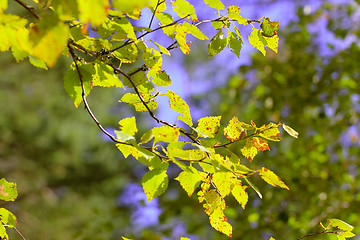 Image showing Sunlit Fall Leaves