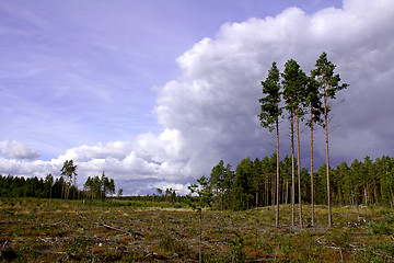 Image showing Retention trees on forest felling site