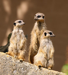 Image showing Meercats