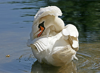 Image showing Swan