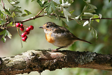 Image showing Robin