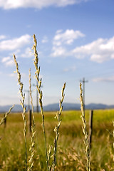 Image showing Field in Helena with Focus on the Weeds (DOF)