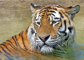Image showing Bengal Tiger
