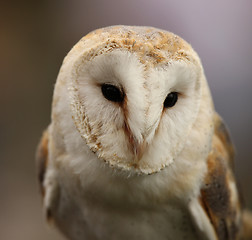 Image showing Barn Owl