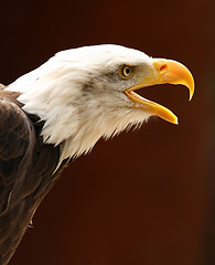 Image showing Bald Eagle