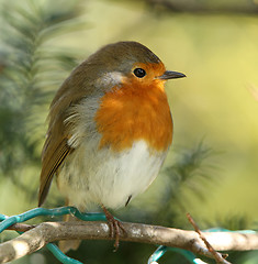 Image showing Robin