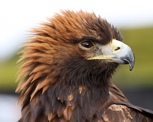 Image showing Golden Eagle